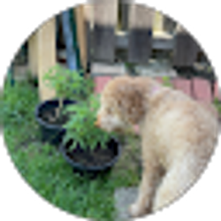 Profile photo of hoang Ha