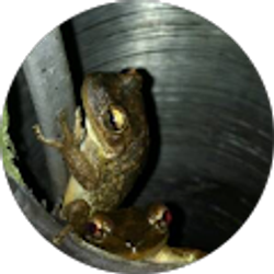 Profile photo of Laura Cascarano