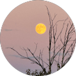 Profile photo of Kim Herl