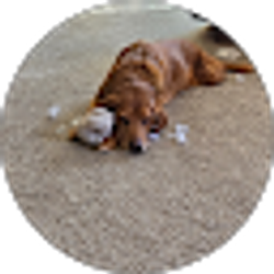 Profile photo of Stephanie Cannon