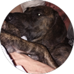 Profile photo of Linda Hammond