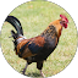 Profile photo of Kendall Weaver