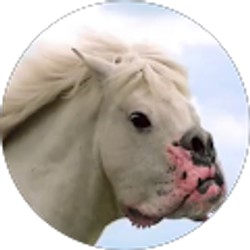 Profile photo of Patrick Veara