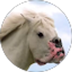 Profile photo of Patrick Veara