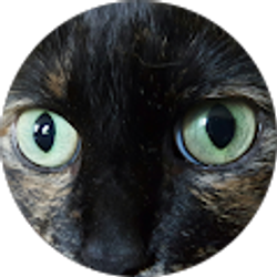 Profile photo of shane bow-9