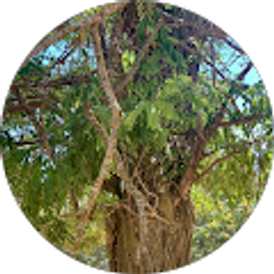 Profile photo of trayce j