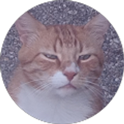 Profile photo of Saul