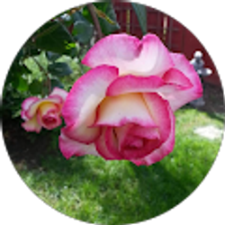 Profile photo of JL H