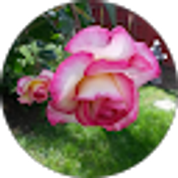 Profile photo of JL H