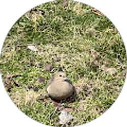 Profile photo of Tammy Carrington