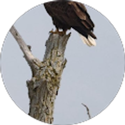 Profile photo of Allen Preston