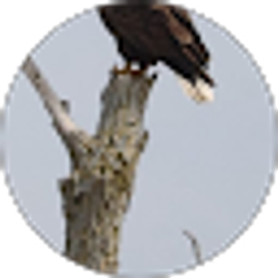 Profile photo of Allen Preston