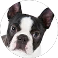 Profile photo of Candas Miller