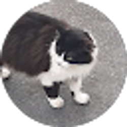 Profile photo of Mariah Noel