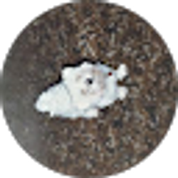 Profile photo of Michelle Stoddard