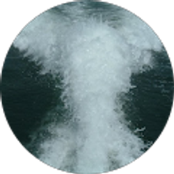 Profile photo of Corinne Forzano