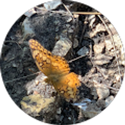 Profile photo of Vanessa Harmon