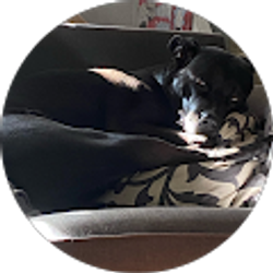 Profile photo of BetrayalCherry