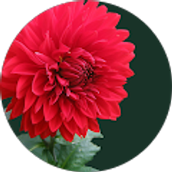 Profile photo of macy wiseman