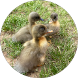 Profile photo of Chassidy Singler