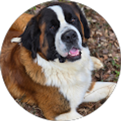 Profile photo of Ayodele Glodon