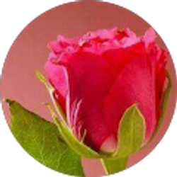 Profile photo of Samim Esho