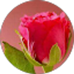 Profile photo of Samim Esho