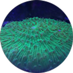 Profile photo of Gary Mahan