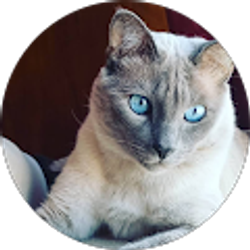 Profile photo of A V