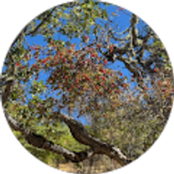 Profile photo of Odira Izuchukwu