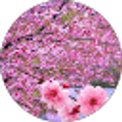 Profile photo of Magbis Bermudez