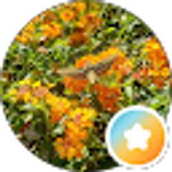 Profile photo of Tari Rose