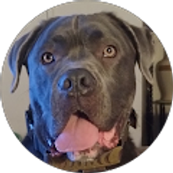 Profile photo of Robert Healy