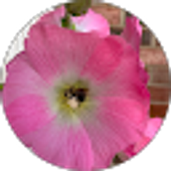 Profile photo of Julie Hanson