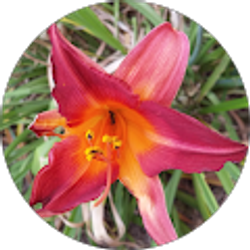 Profile photo of Hama Salou