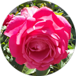 Profile photo of Kim Nori