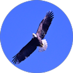 Profile photo of Laurie Sullivan