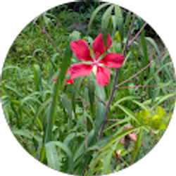 Profile photo of Veronica Jackson