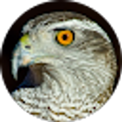 Profile photo of RC