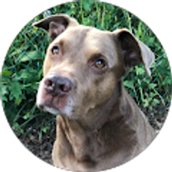 Profile photo of Sandra Choyce