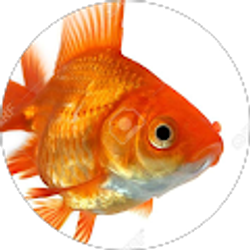 Profile photo of Brenna Kielkopf