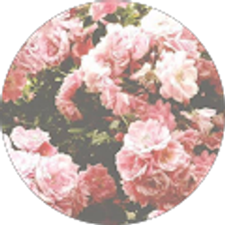 Profile photo of Bella June