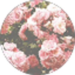 Profile photo of Bella June