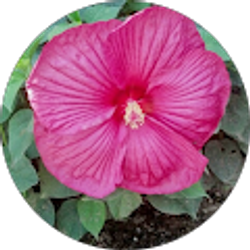 Profile photo of Dana DeGroot