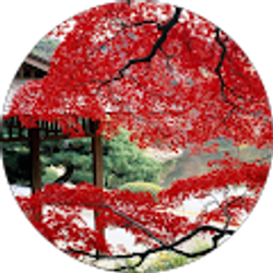 Profile photo of Marlena Drago