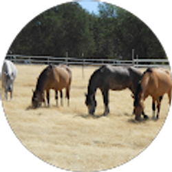 Profile photo of Chowboy “Chowboy” H.