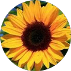 Profile photo of Dianne Younce