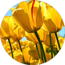 Profile photo of Nelly Vasquez