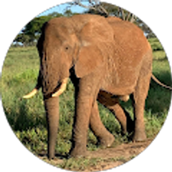 Profile photo of james scheel