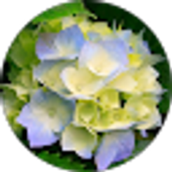 Profile photo of Jiliaya Rumph